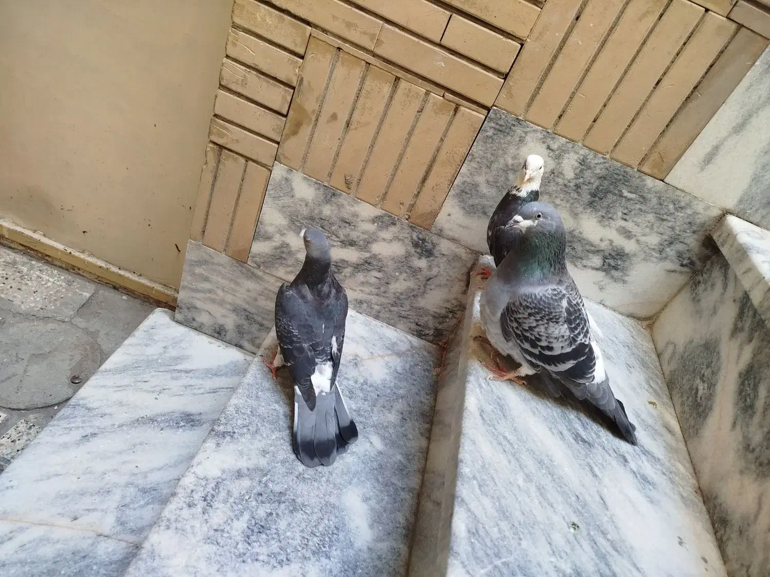 کبوتر مسافتی|پرنده|مشهد, قائم|دیوار