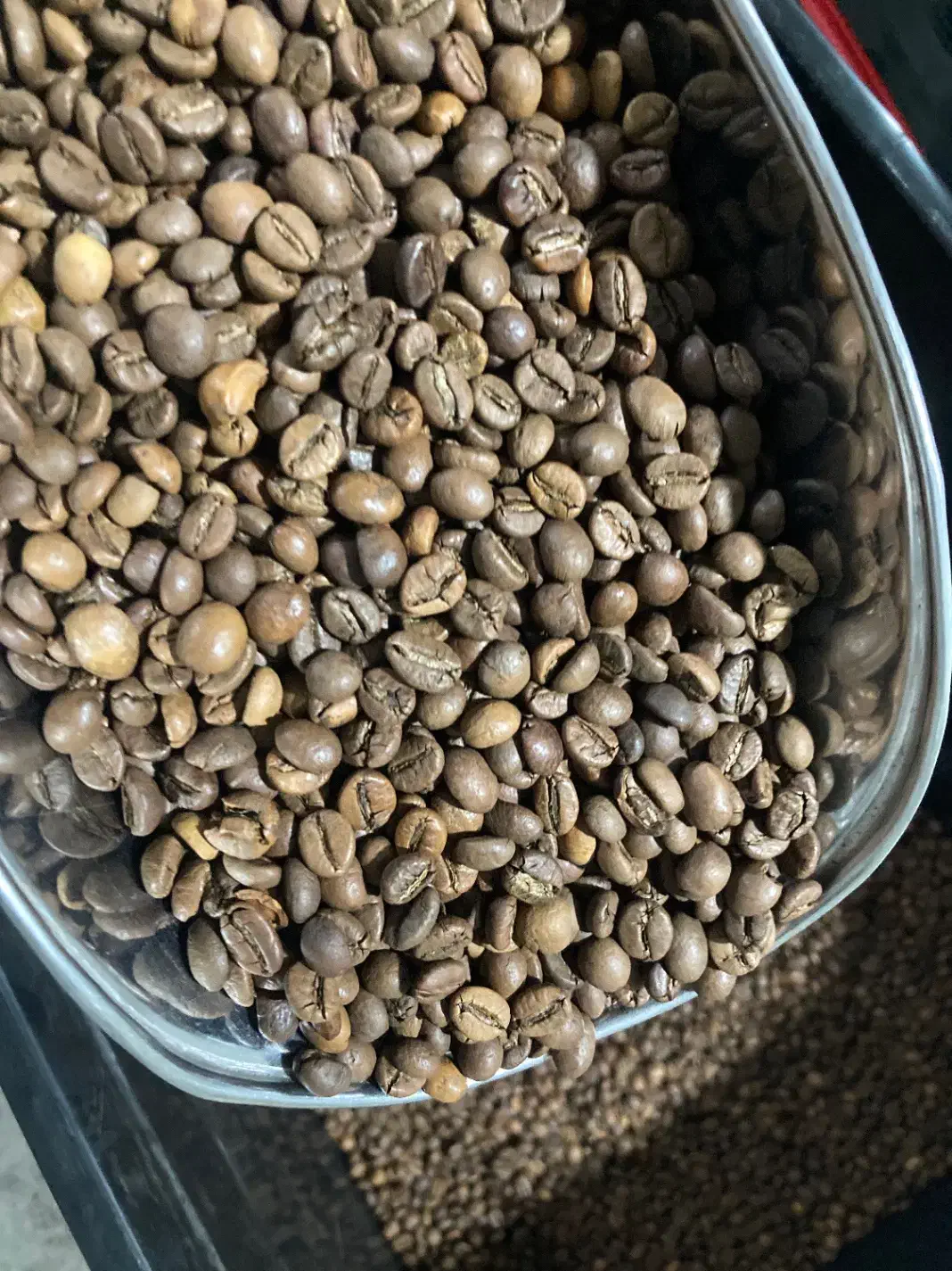 پخش عمده دان قهوه|عمده‌فروشی|سبزوار, طبرسی (جعفرآباد)|دیوار