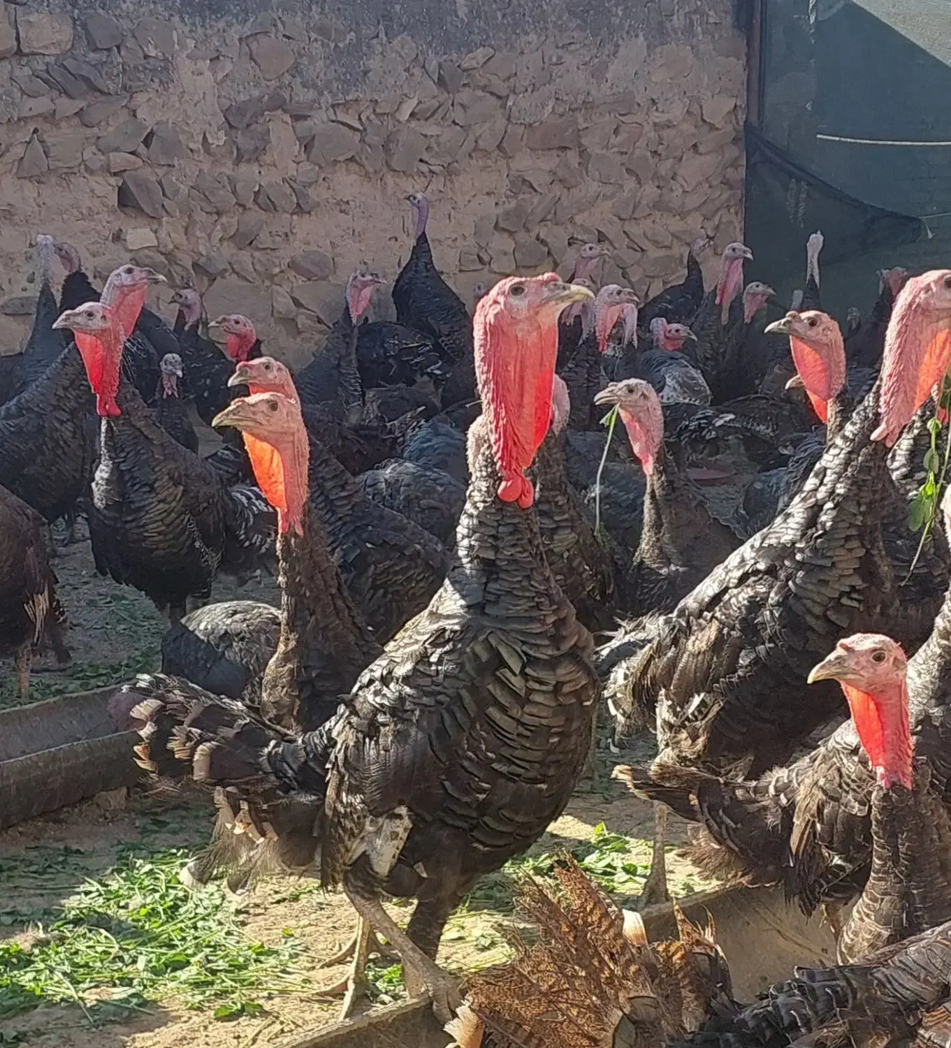 بوقلمون|حیوانات مزرعه|اصلاندوز, |دیوار