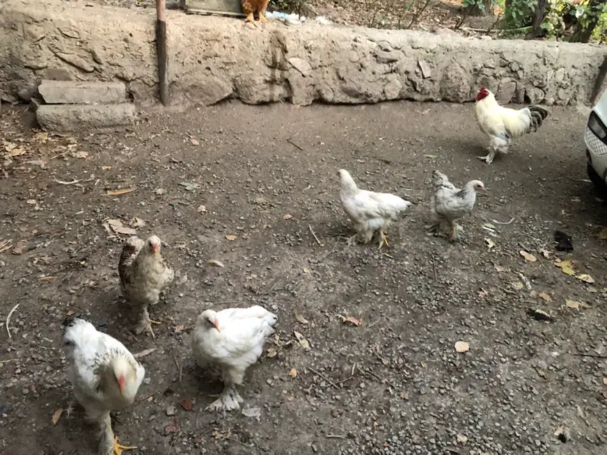 جوجه برهما|حیوانات مزرعه|هشتگرد, هیو|دیوار