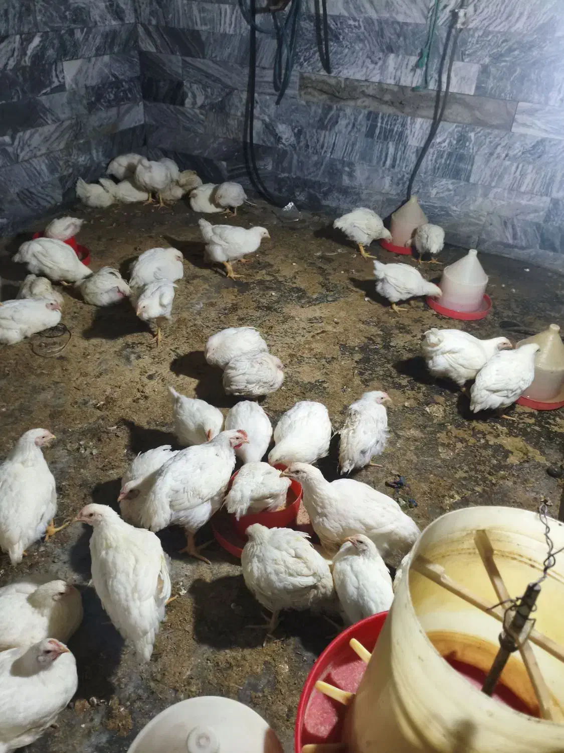 مرغ فروشی|حیوانات مزرعه|اشترینان, |دیوار