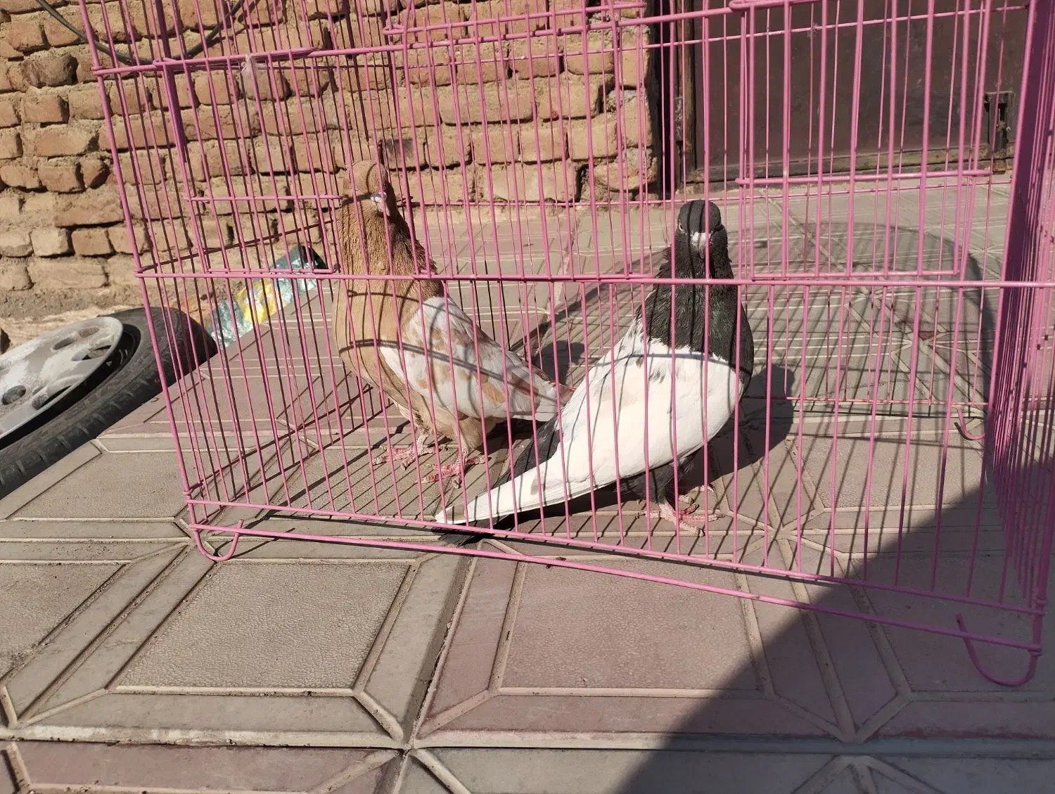 کبوتر سینه ای نر و ماده|پرنده|عجب شیر, |دیوار