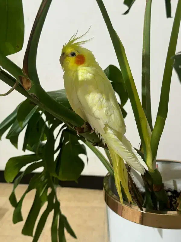 طوطی سالم و سرحال و مرتب|پرنده|آستانه اشرفیه, |دیوار