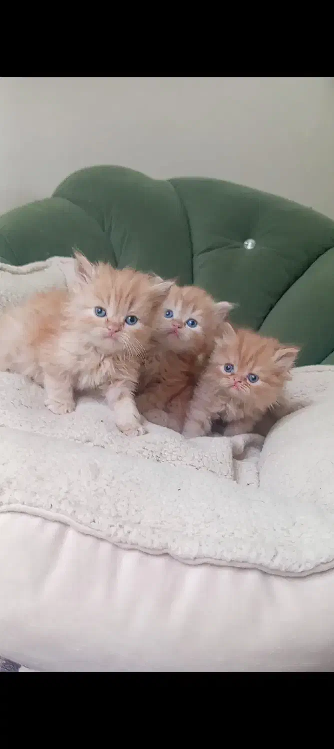 پرشین|گربه|قوچان, |دیوار