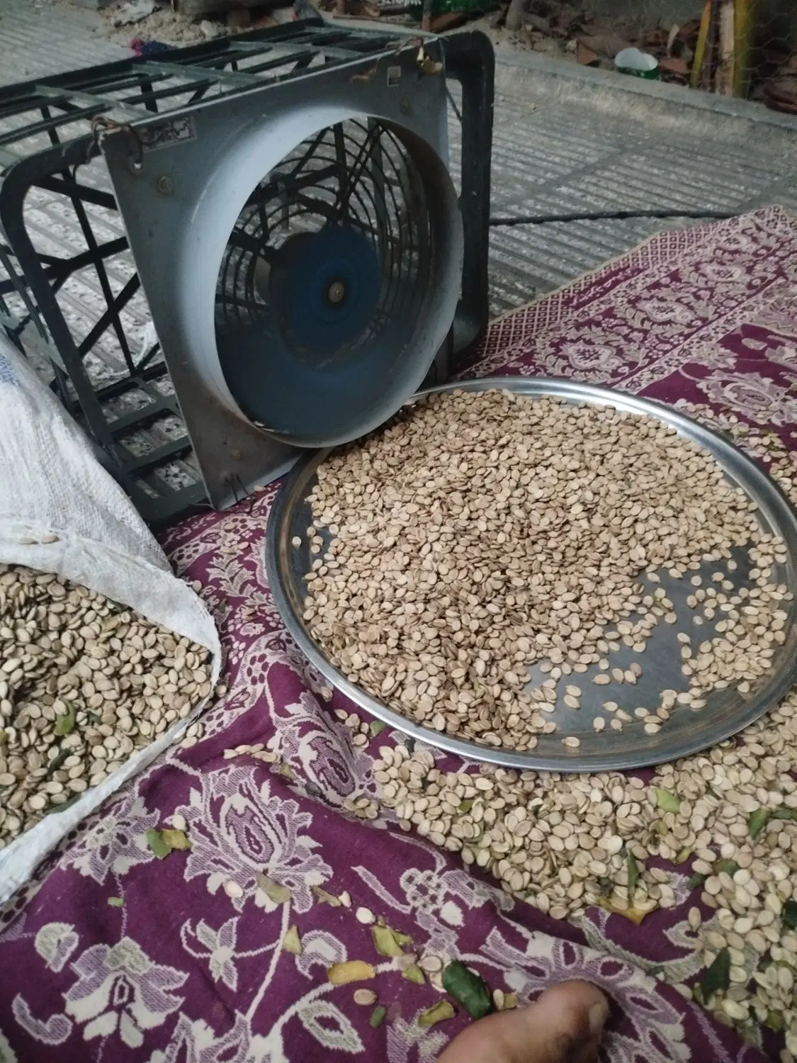 تخمه|خوردنی و آشامیدنی|گرگان, |دیوار