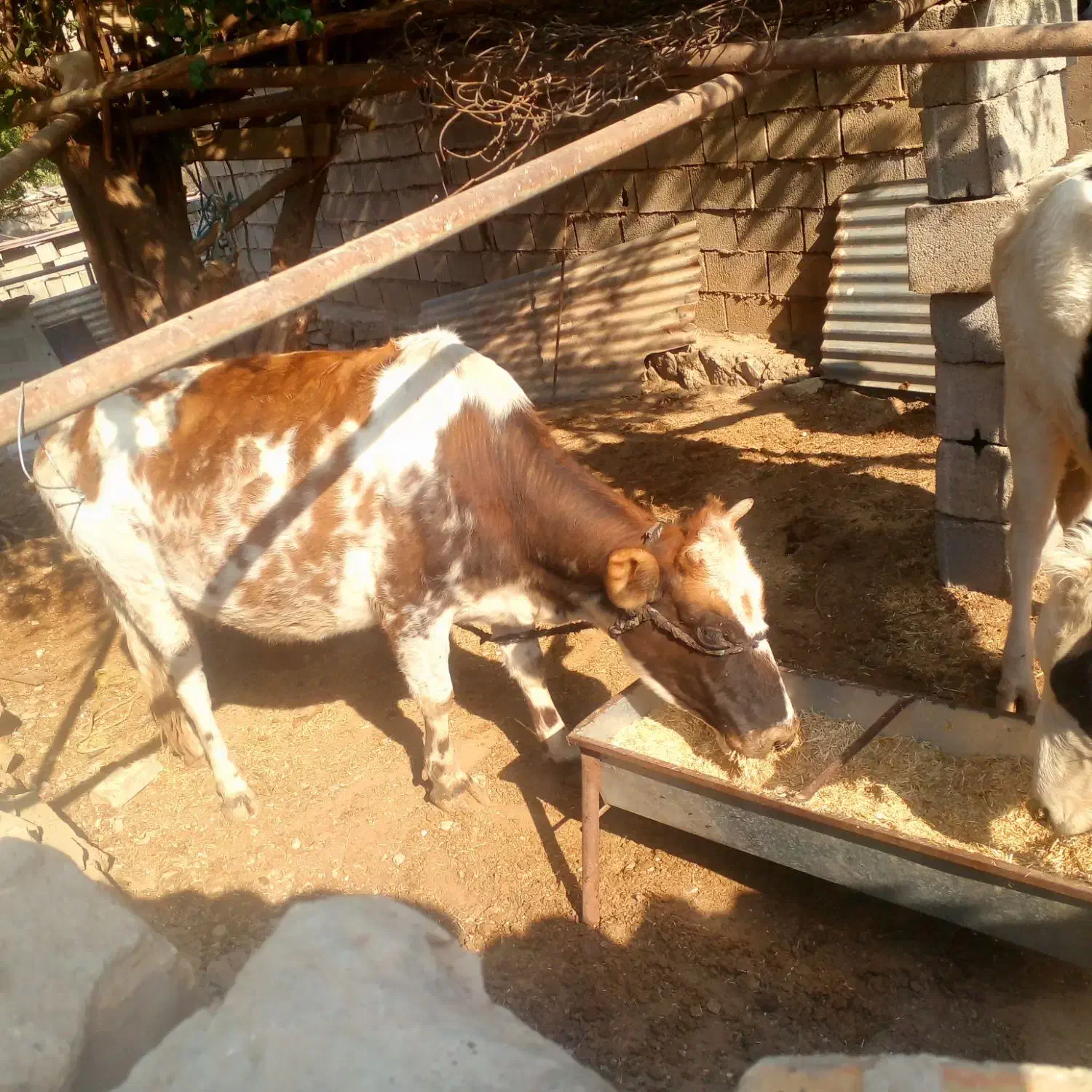 گاو دورگه|حیوانات مزرعه|مسجد سلیمان, |دیوار