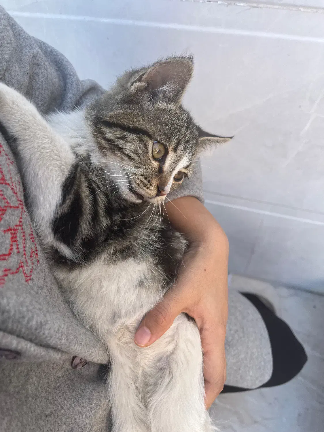 واگذاری رایگان|گربه|کرمان, |دیوار