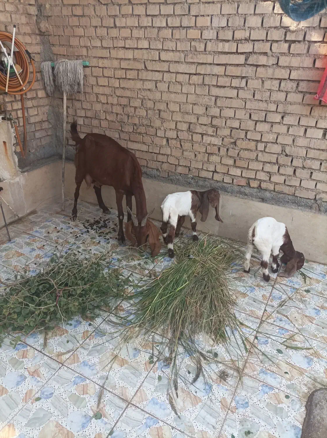 بز مطفل با ۲عدد بزغاله افغانی اصل|حیوانات مزرعه|اهواز, اهواز|دیوار