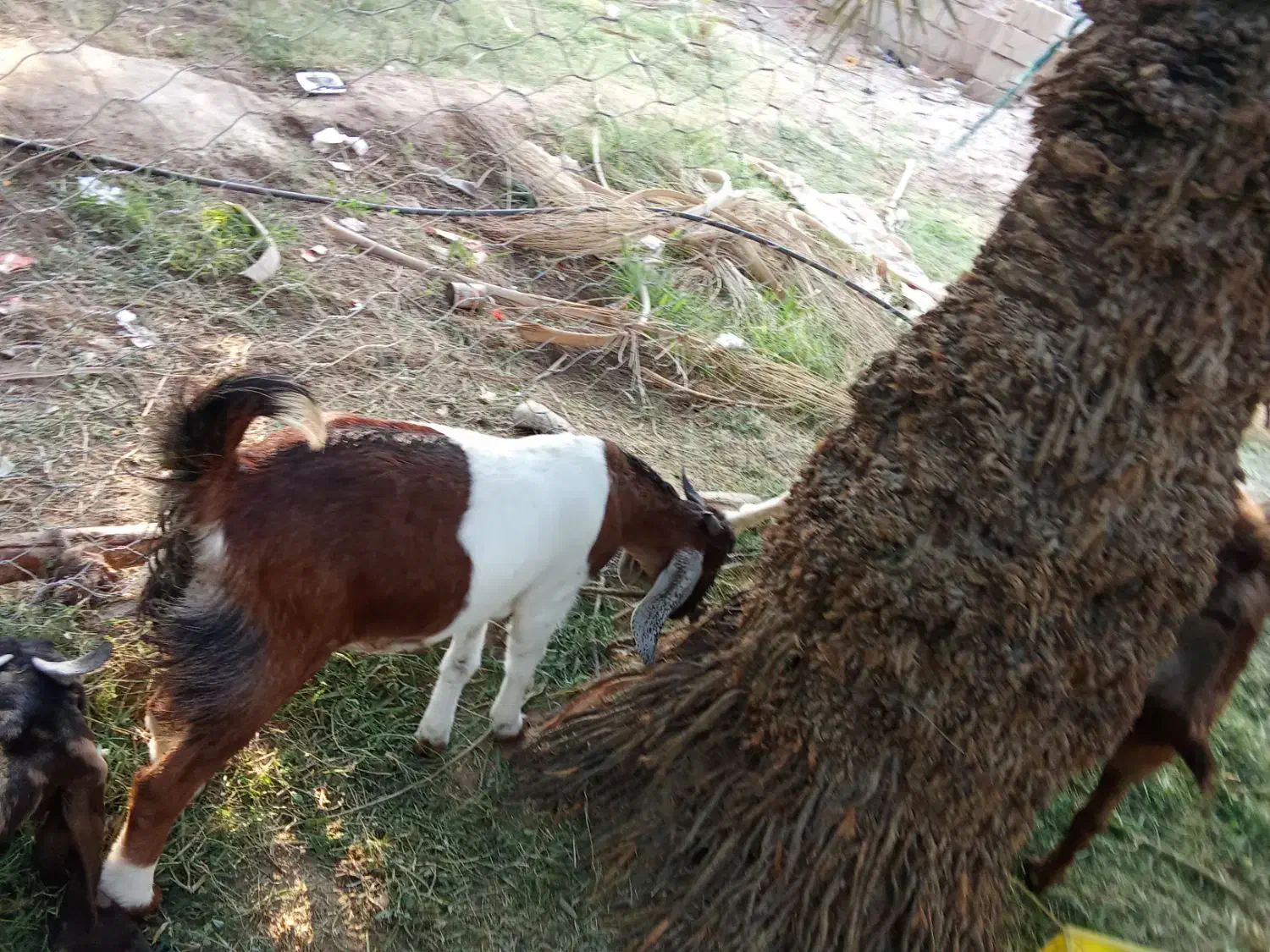 گوسفند رشتی|حیوانات مزرعه|نگین کویر, |دیوار