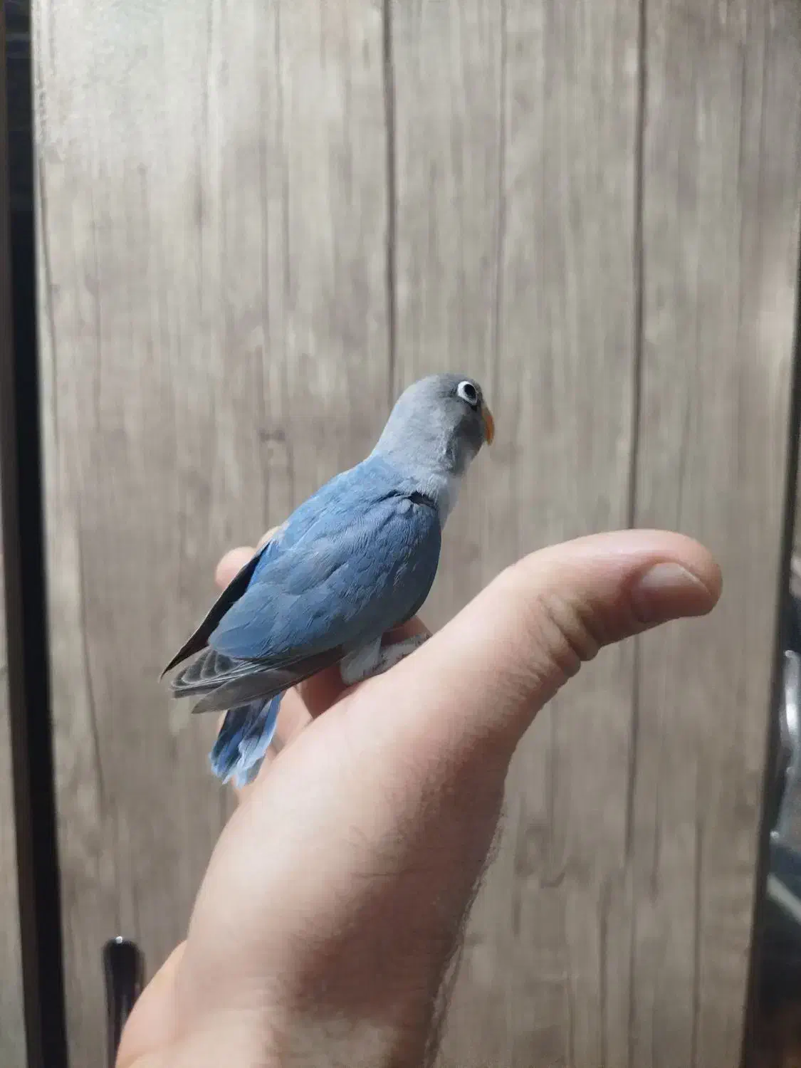 کوتوله برزیلی ماده فیشر|پرنده|اصفهان, مفتح|دیوار