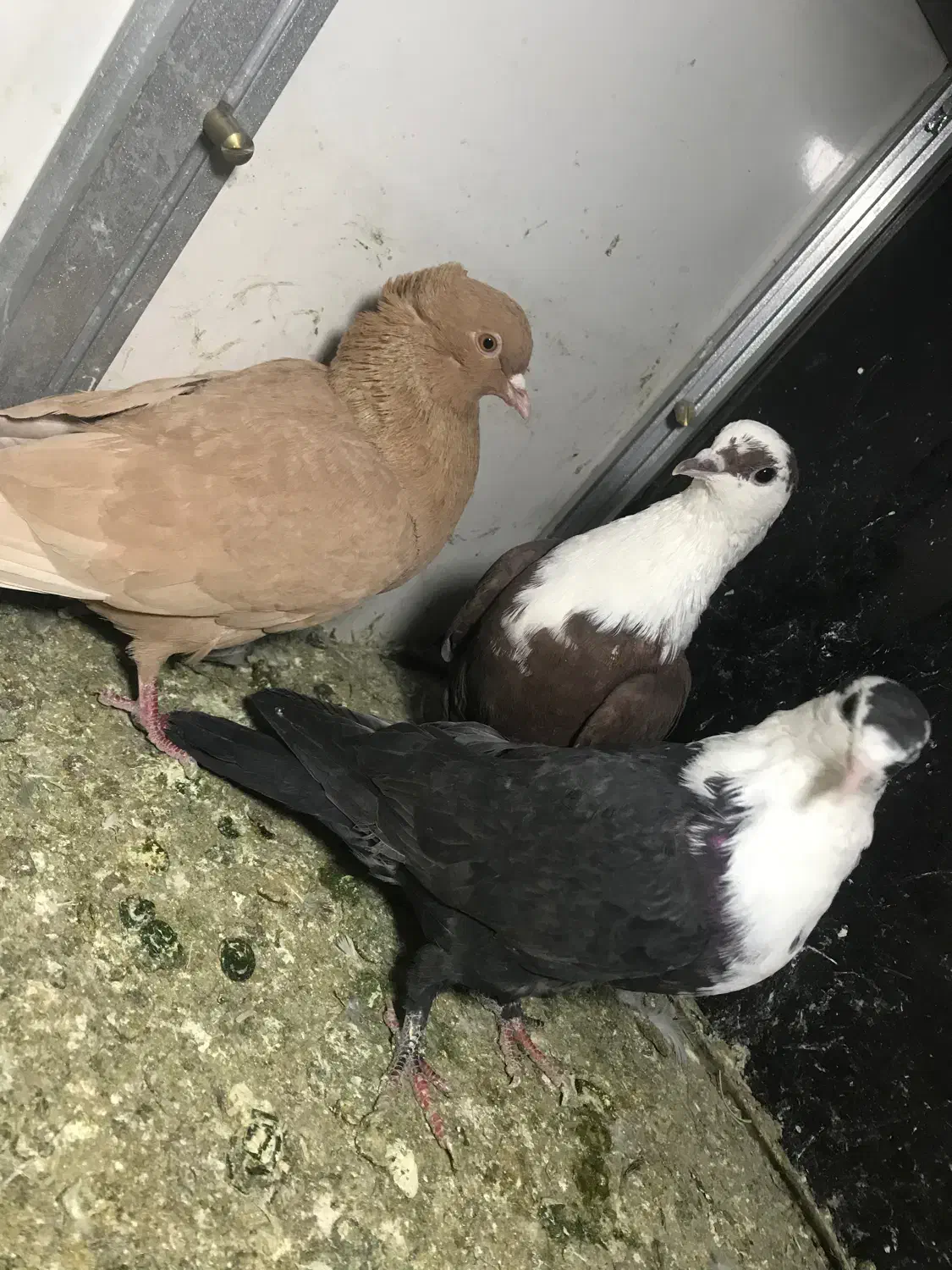 کفتر|پرنده|نیشابور, شهید بهشتی|دیوار