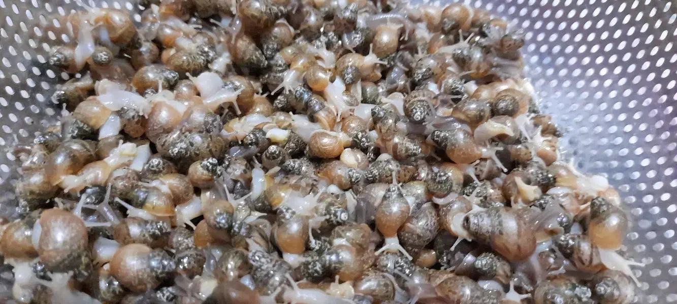 حلزون|خزنده|اراک, |دیوار