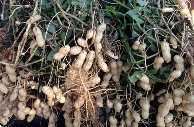 بادام زمینی شما را زیر و رو و تک ردیفه میکنیم|خدمات باغبانی و درختکاری|اسلام آباد, |دیوار