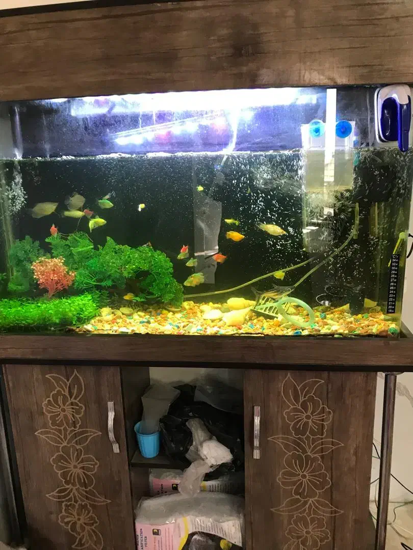 آکواریوم کامل با میز|ماهی|چهاردانگه (تهران), |دیوار