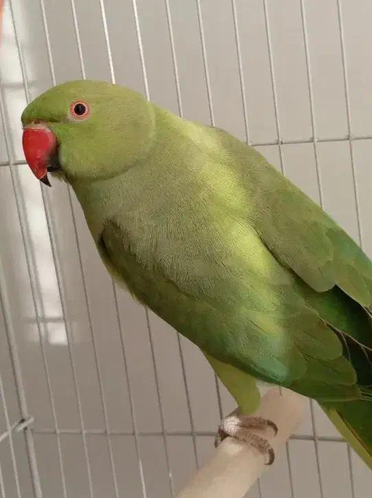 طوطی ملنگو ماده|پرنده|رشت, پل تالشان|دیوار