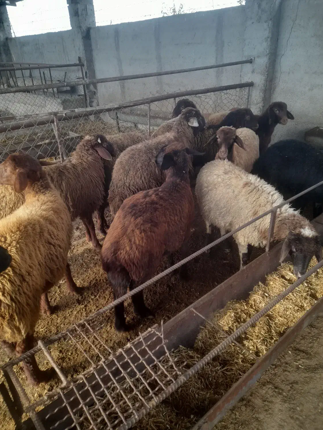 بره|حیوانات مزرعه|گرگان, |دیوار