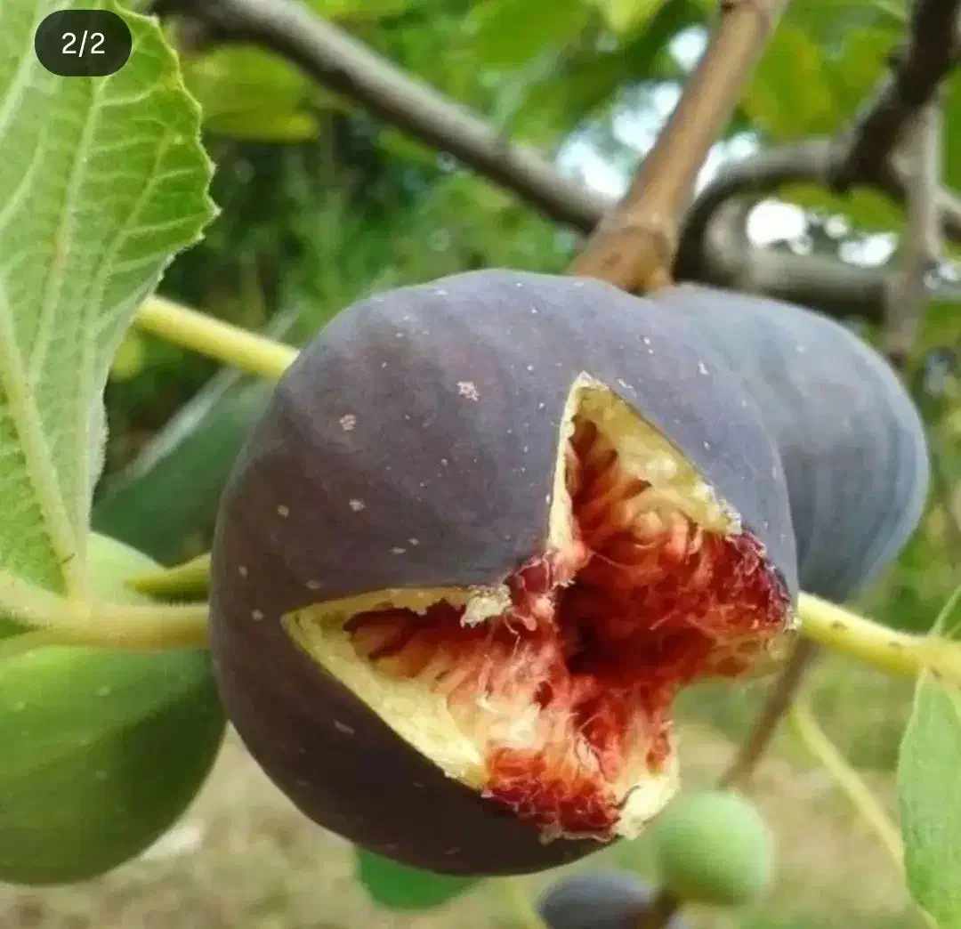 نهال انجیر|گل و گیاه طبیعی|خرقان, |دیوار