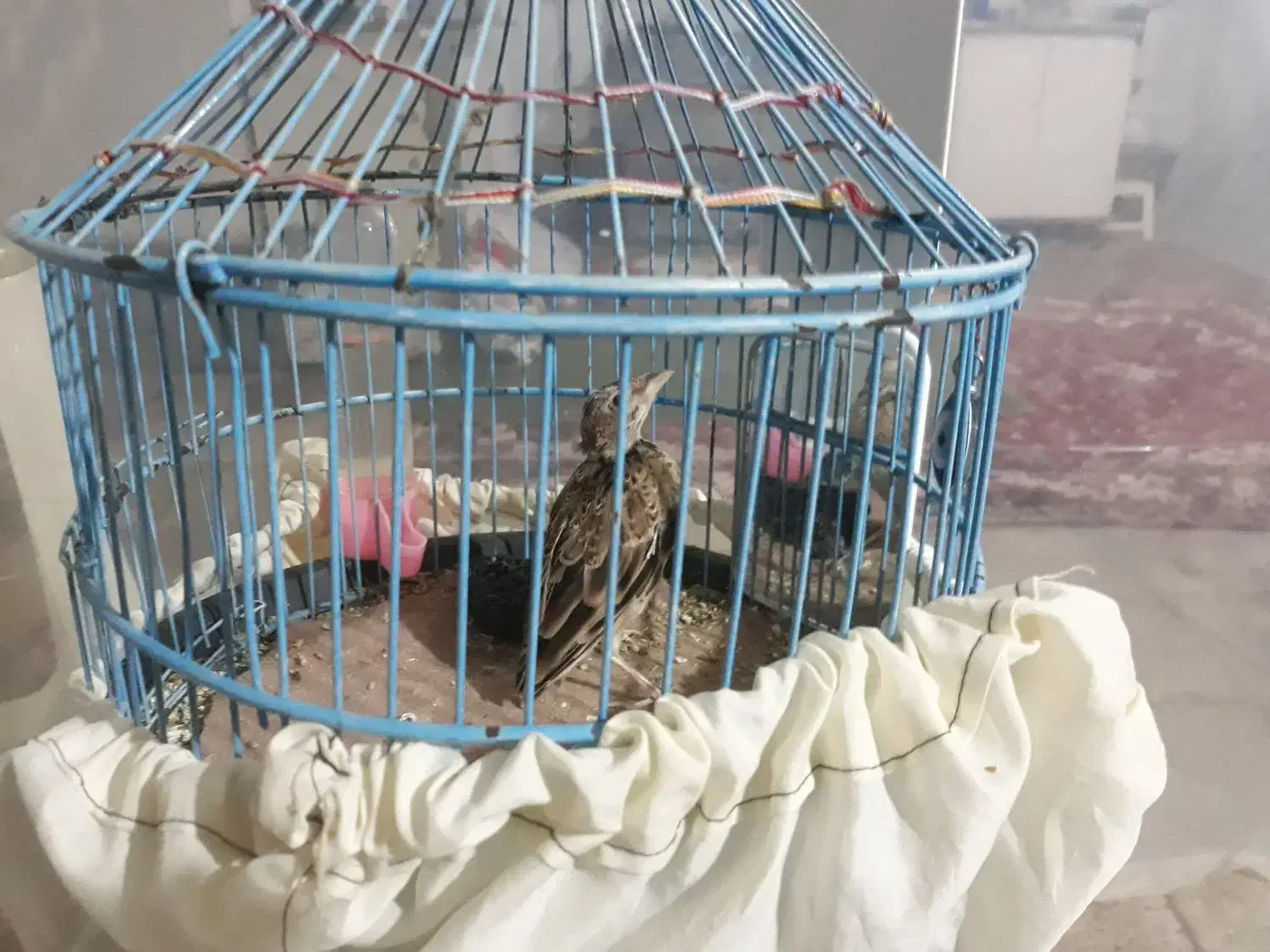 پرنده|پرنده|گلپایگان, |دیوار