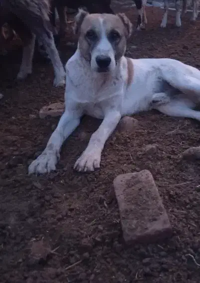 سگ نگهبان و گله|سگ|کرمان, |دیوار