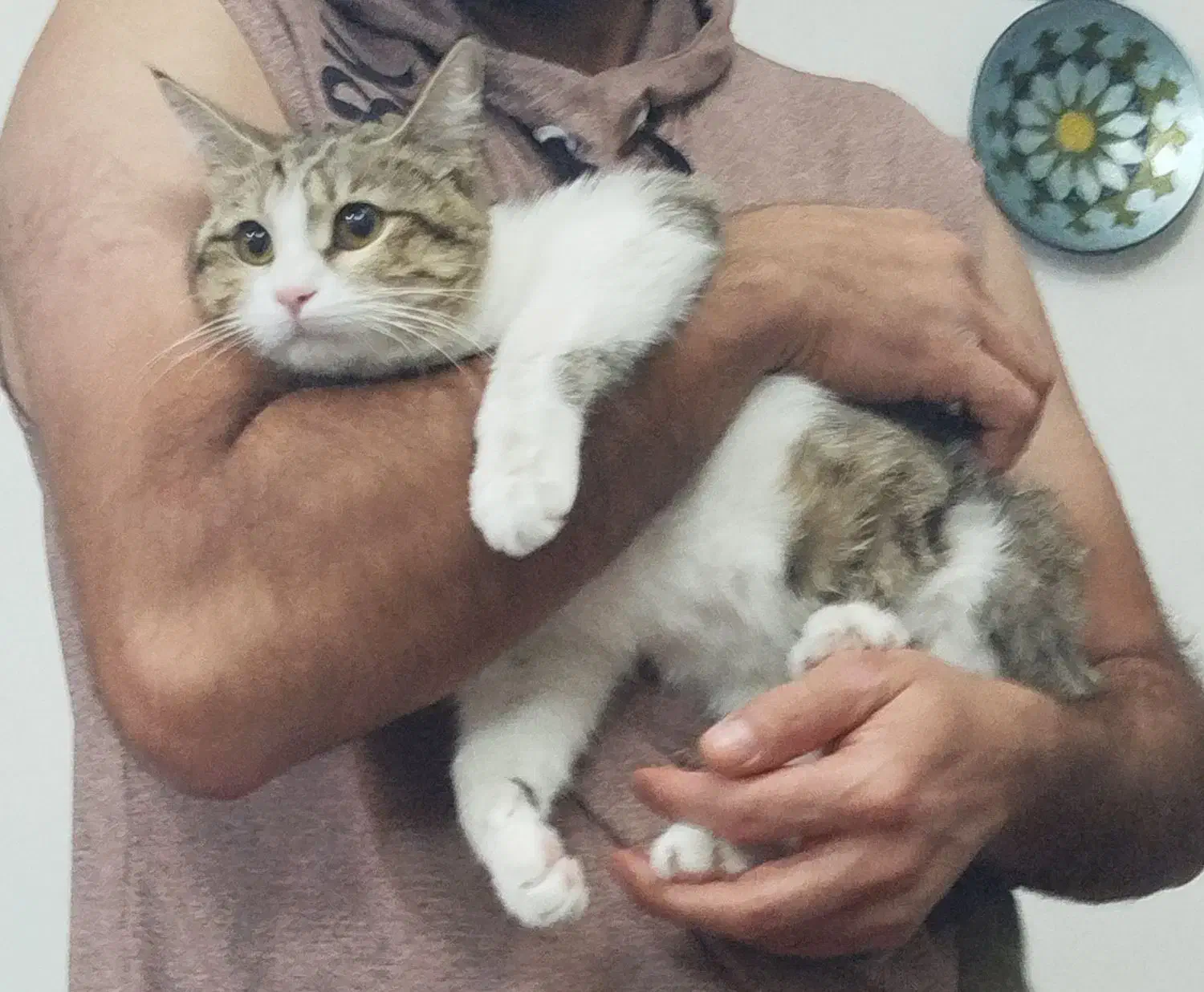 واگذاری گربه 8 ماهه و آروم|گربه|لنجان, |دیوار