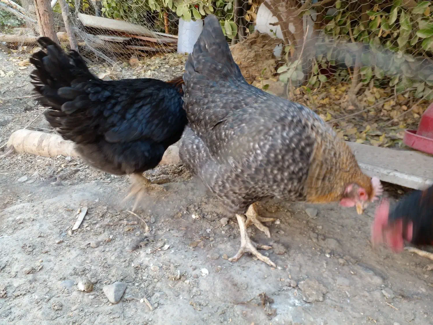 مرغ خانگی تخمگذار چاق برا خون کردنم خوبه|حیوانات مزرعه|مشهد, ویلاشهر|دیوار