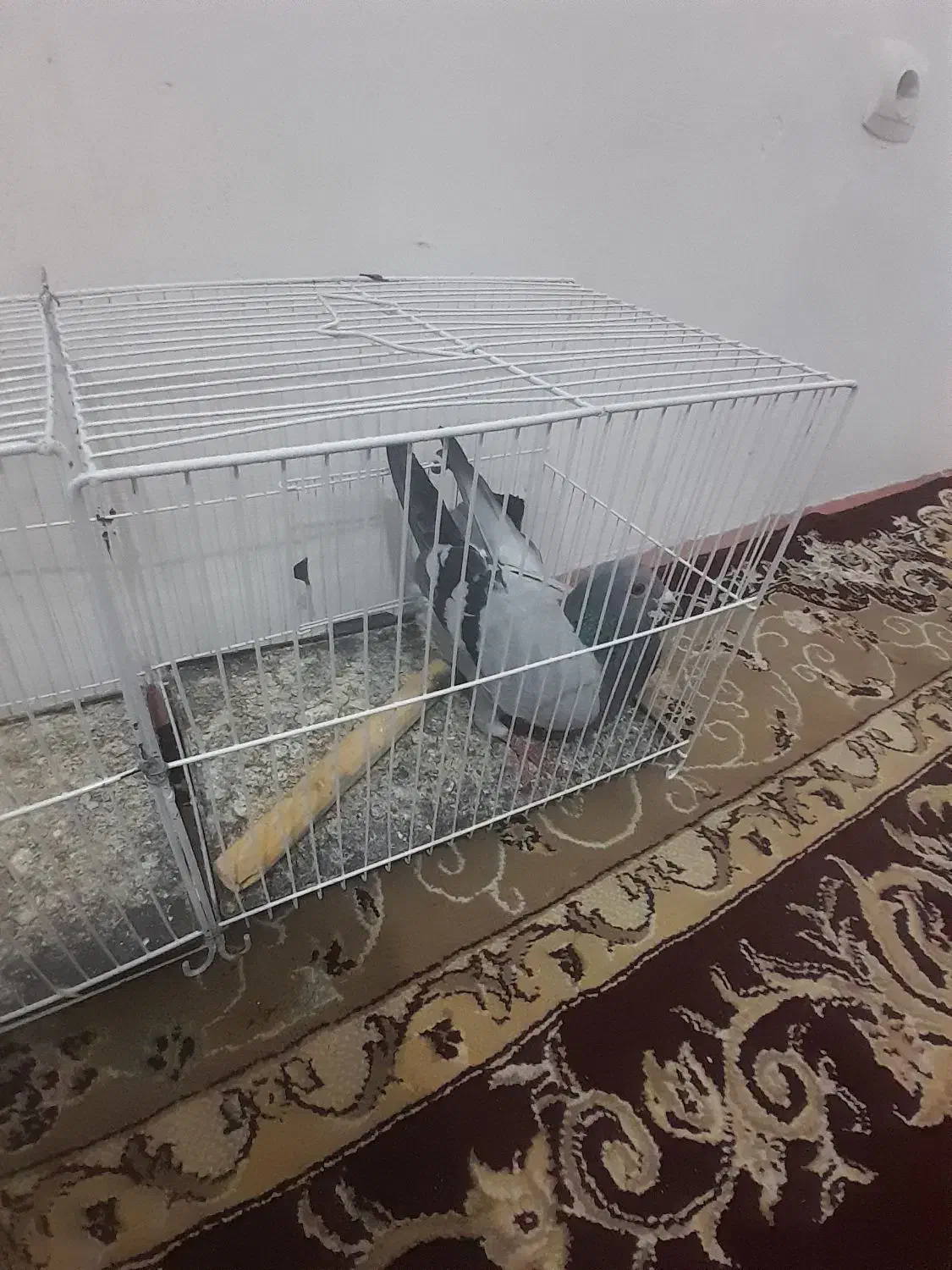 کفتر سبز آلمانی|پرنده|گلبهار, شهر جدید گلبهار|دیوار