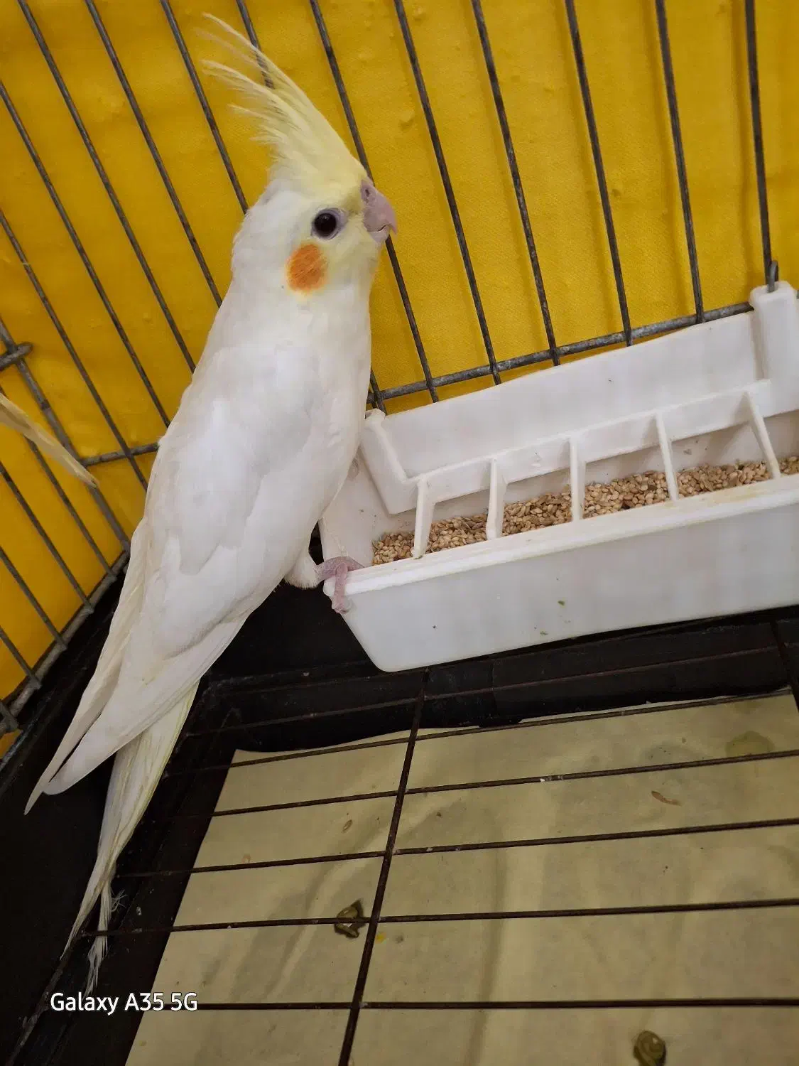 جوجه عروس هلندی|پرنده|قدس, شهرقدس|دیوار