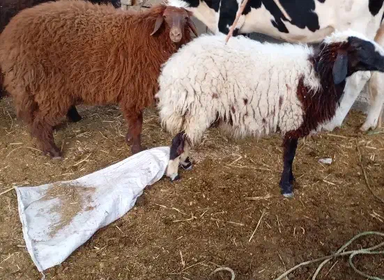 گوسفند ماده وبز نر|حیوانات مزرعه|چمران, |دیوار
