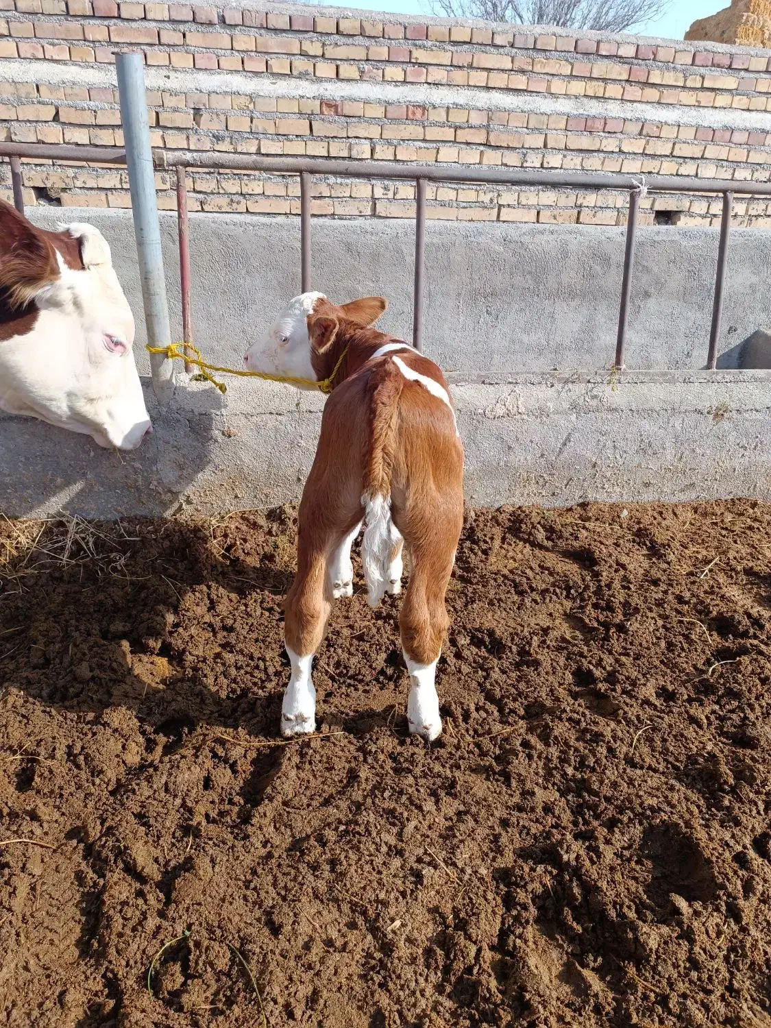 گاو شیری سیمینتال|حیوانات مزرعه|مهربان, |دیوار