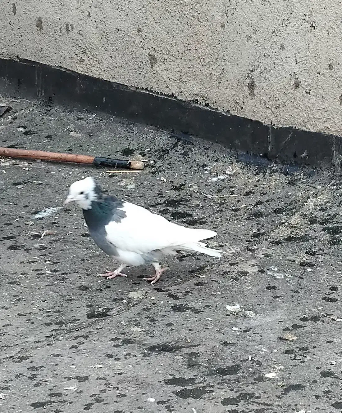 طوقی|پرنده|نیشابور, تیپ زرهی ۲۱  امام رضا (ع)|دیوار