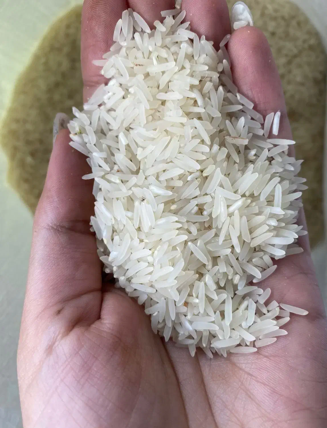 برنج فجر امساله سوزنی ۹۰روزه درجه یک|خوردنی و آشامیدنی|علی‌آباد کتول, |دیوار