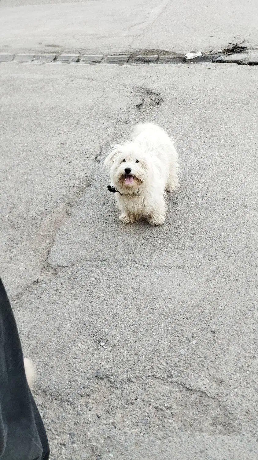 سگ پشمالو سفید|سگ|تایباد, |دیوار