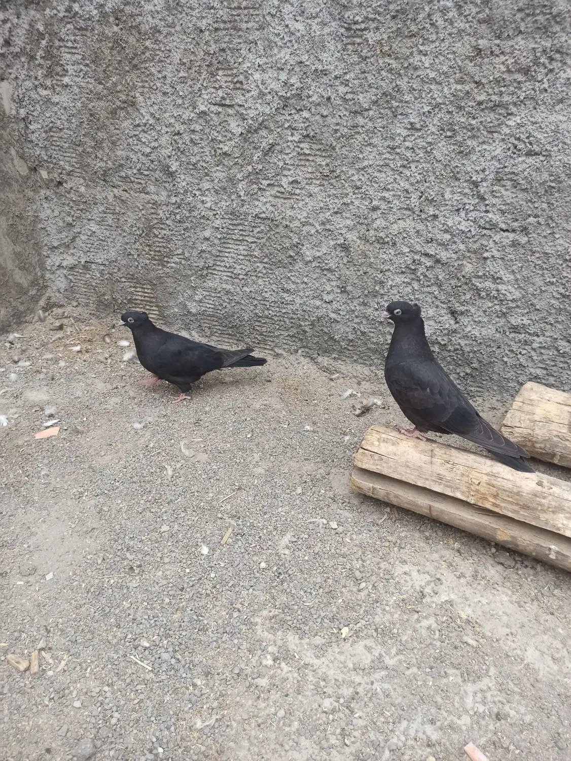 کفتر زاغ|پرنده|فلاورجان, |دیوار