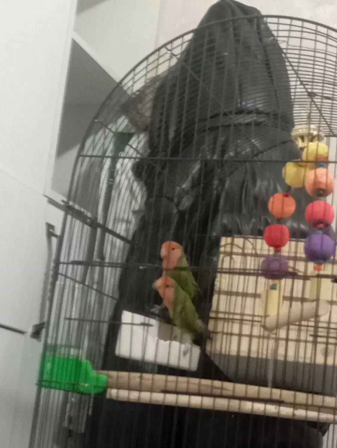 طوطی بریزیلی|پرنده|شاهدشهر, |دیوار