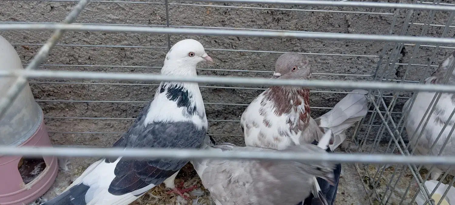 کفترپرشی|پرنده|حمیدیا, |دیوار