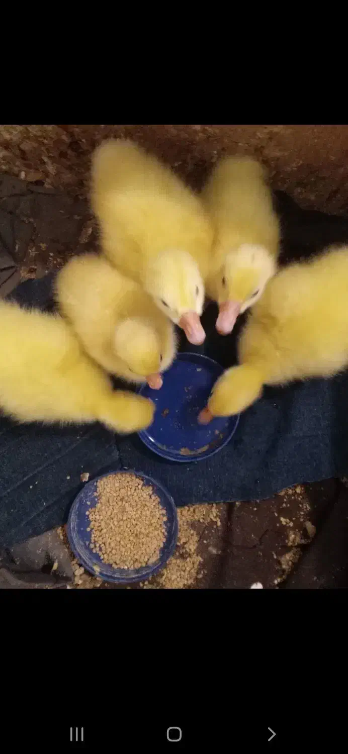 ۶عدد جوجه قوغازلیندایی از نژاد لوکس قبدار دوناف|حیوانات مزرعه|بابل, |دیوار