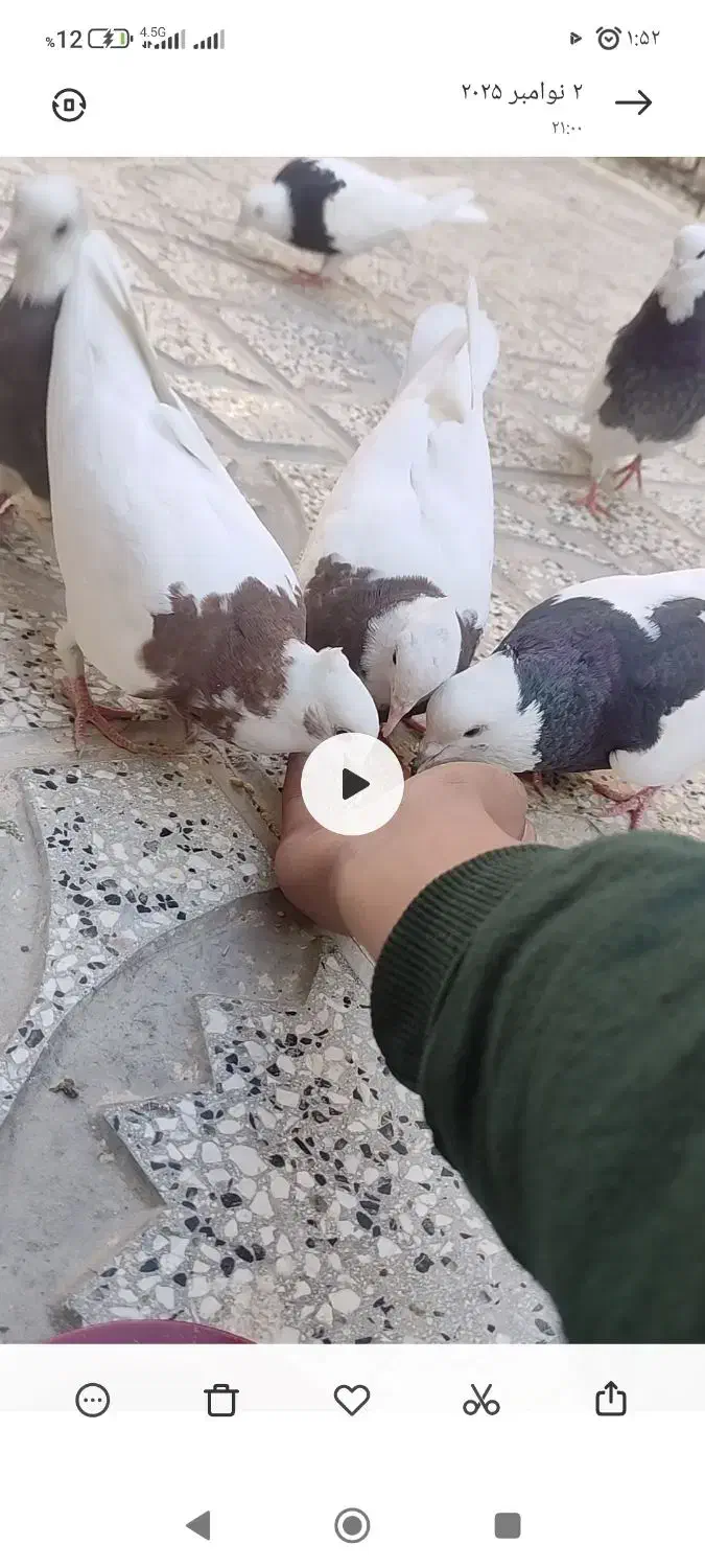 دوتا جوجه جوانه طوقی سرخ|پرنده|تربتحیدریه, کلاته توکلی|دیوار