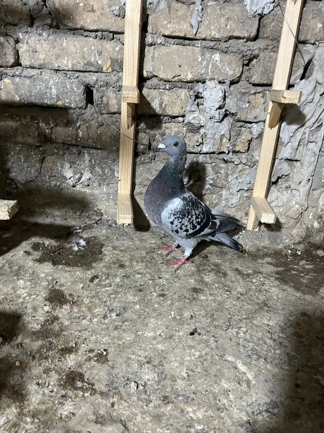 از هوا گرفتم|حیوانات|نائین, |دیوار