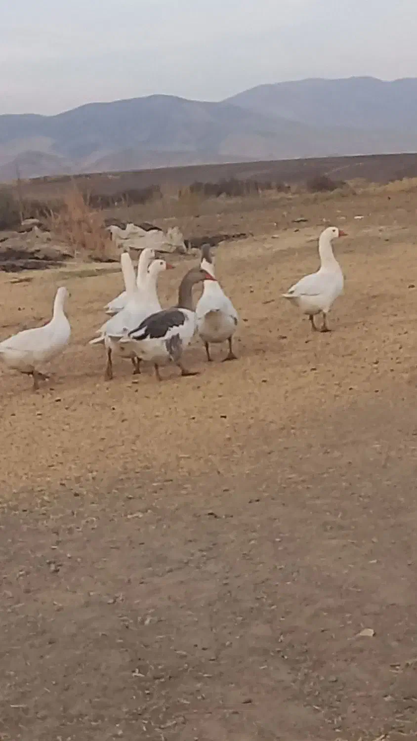 غاز بیلوار|حیوانات مزرعه|بیلوار, |دیوار