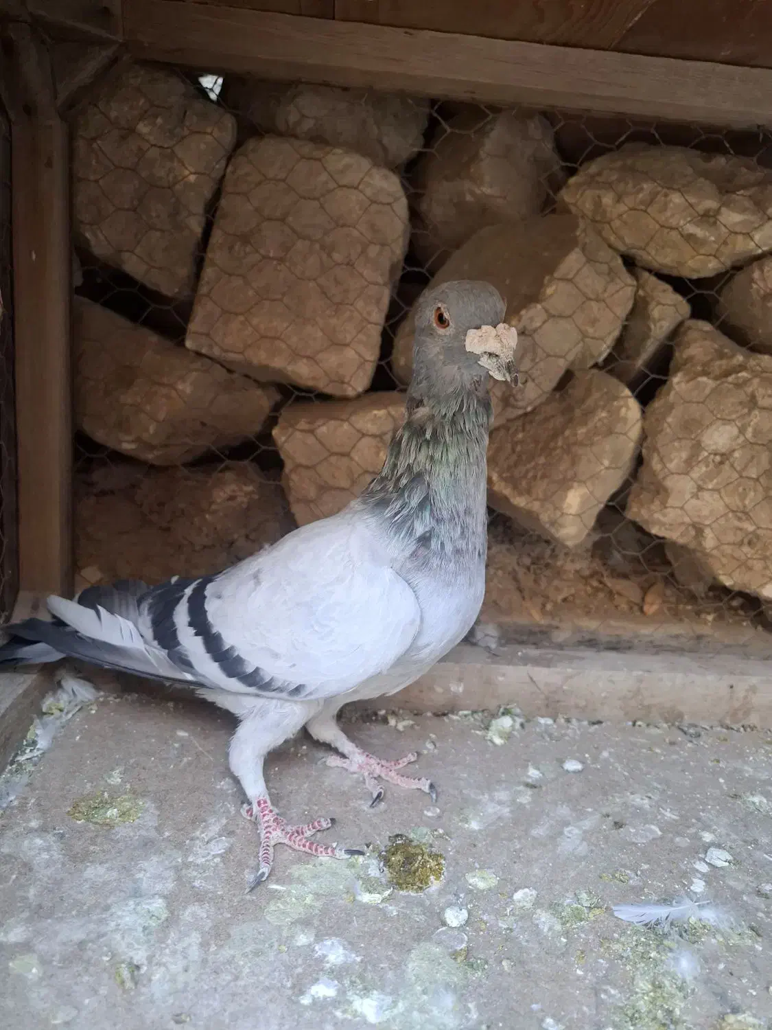 کفتر،کبوتر سبز نر سرکله دار|پرنده|چناران, |دیوار
