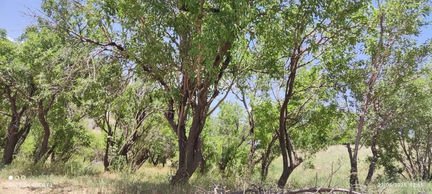 باغ بادم دیم روستای هیراب|فروش دفتر صنعتی، کشاورزی، تجاری|بروجرد, |دیوار