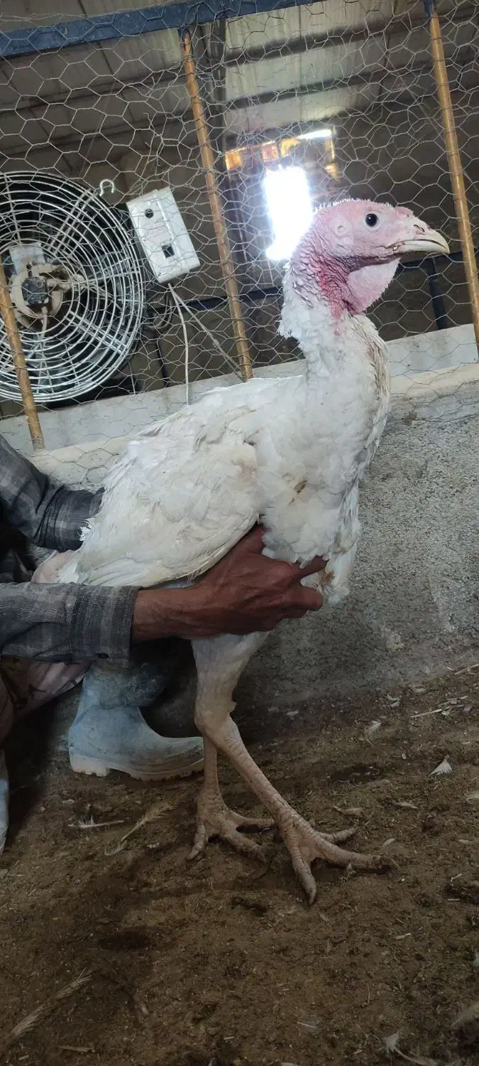 جوجه بیوتی|حیوانات مزرعه|همدان, |دیوار