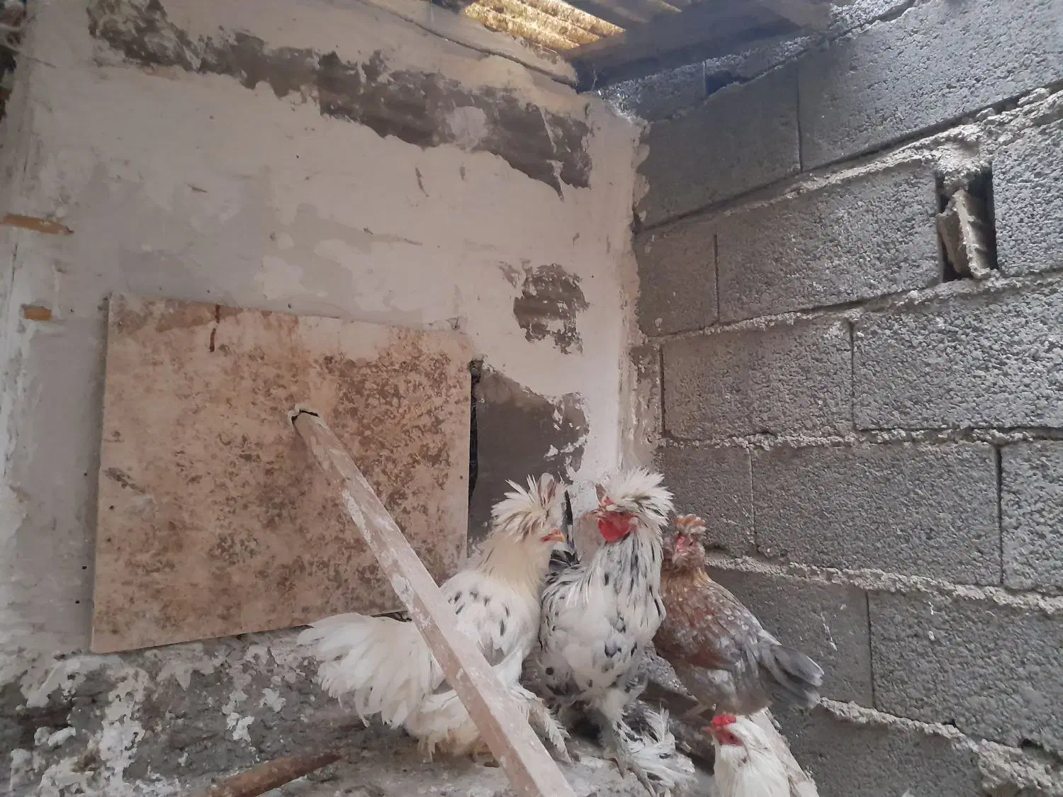 جفت مرغ و خروس کاکل پاپر|پرنده|منجیل, |دیوار