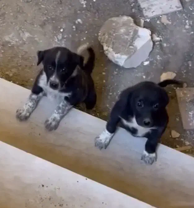 سگ قدریجونی|سگ|الیگودرز, |دیوار