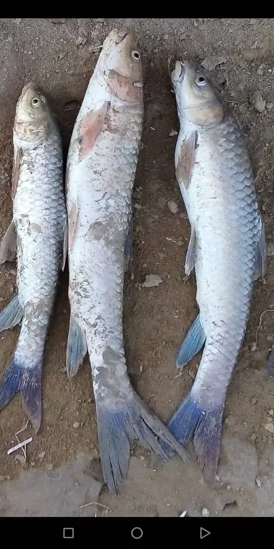 ماهی سرخه هندیجان|ماهی|هندیجان, |دیوار