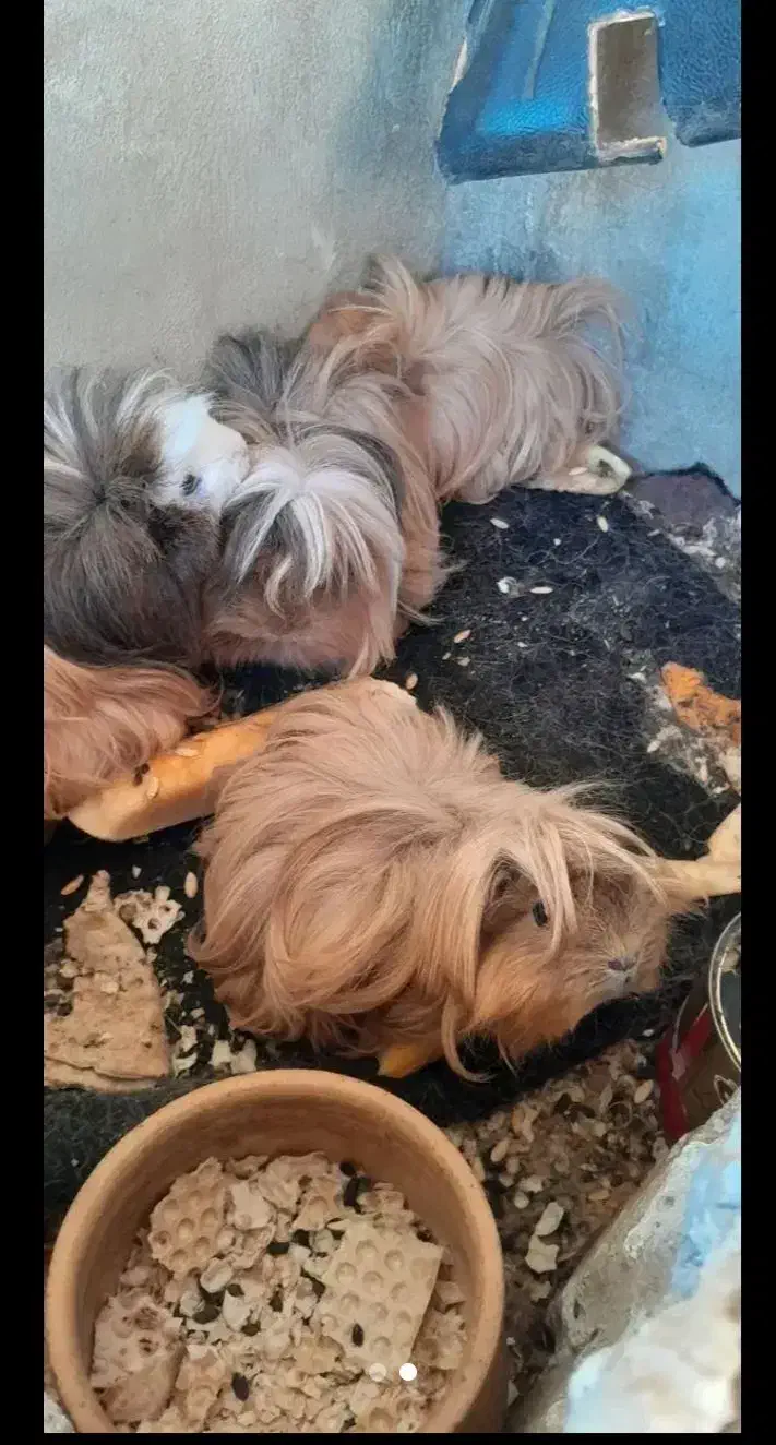 خوکچه هندی|موش و خرگوش|کوهدشت, |دیوار