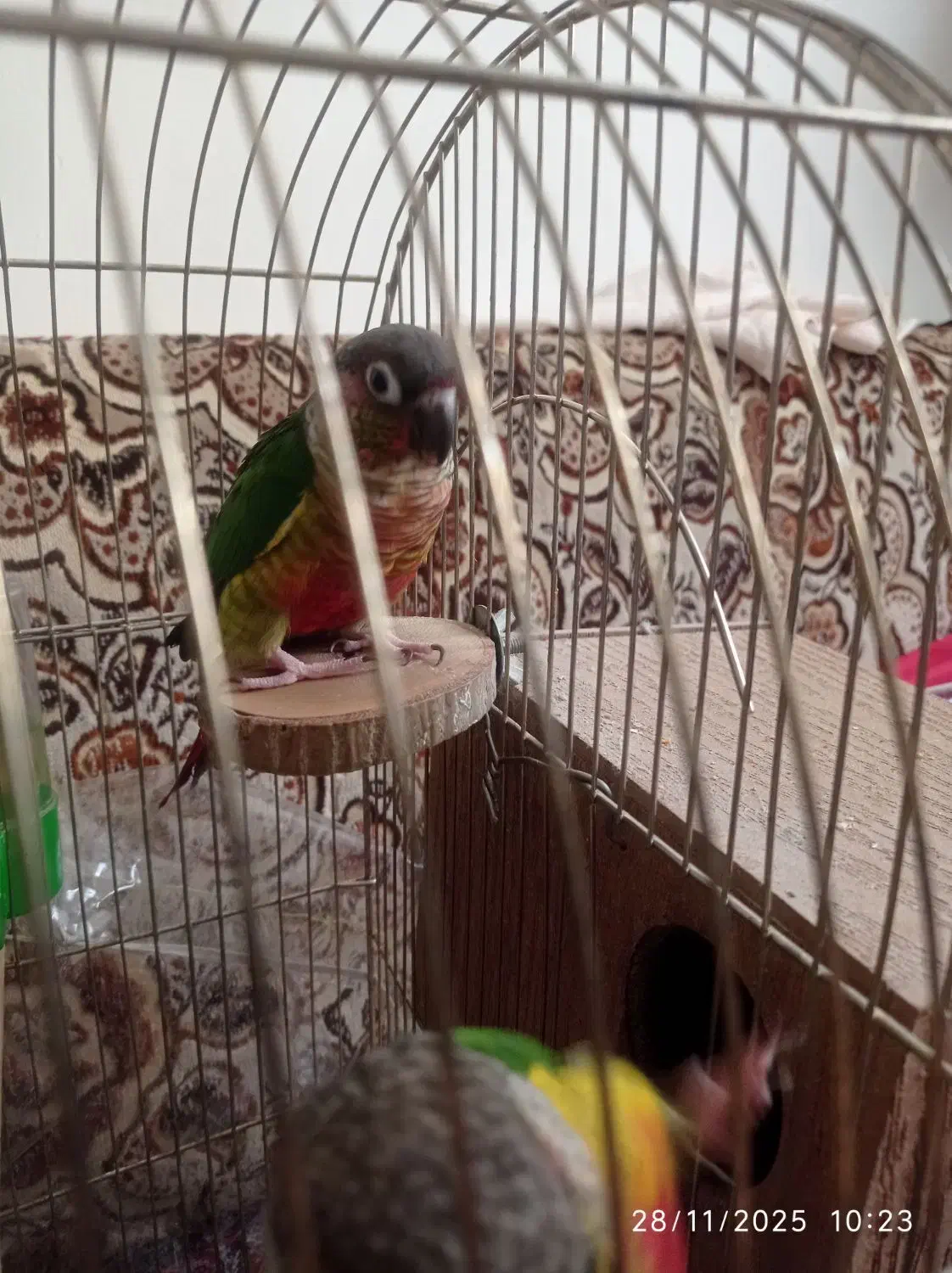 طوطی گرینچیک رام|پرنده|سنندج, |دیوار