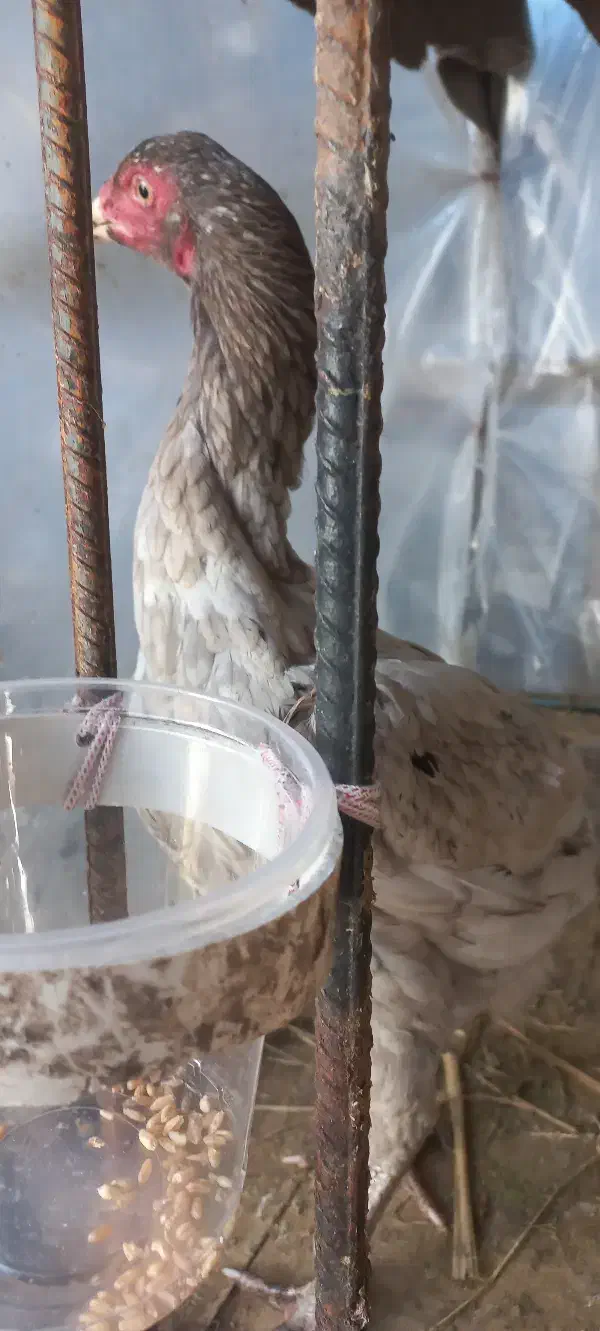 مرغ لاری|حیوانات مزرعه|رشت, فرزانه|دیوار