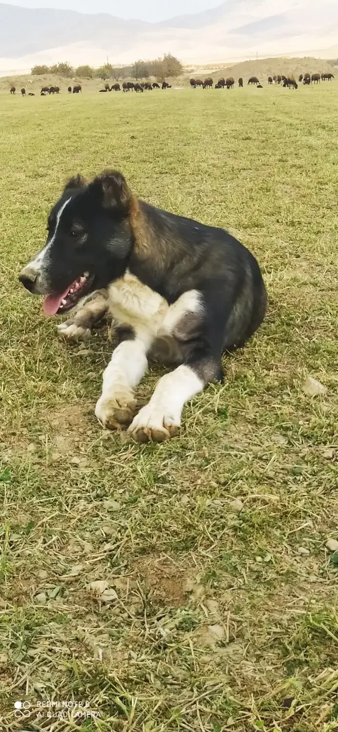 تو‌سگه‌گله‌ای‌عالی|سگ|خزل, |دیوار