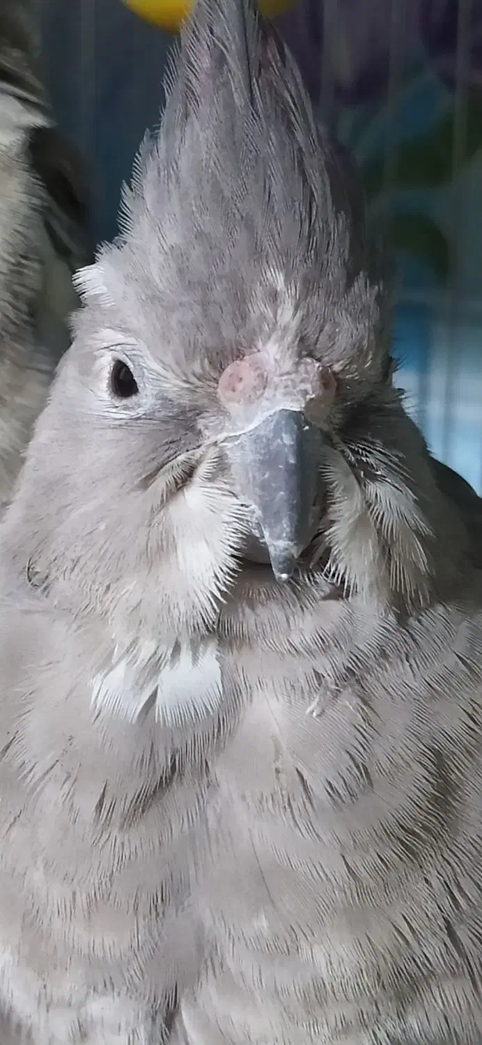 فروش یک عروس هلندی.وات فیس|پرنده|تالش, هشتپر|دیوار